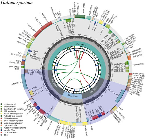 Figure 2. Gene map of the Galium spurium chloroplast genome.