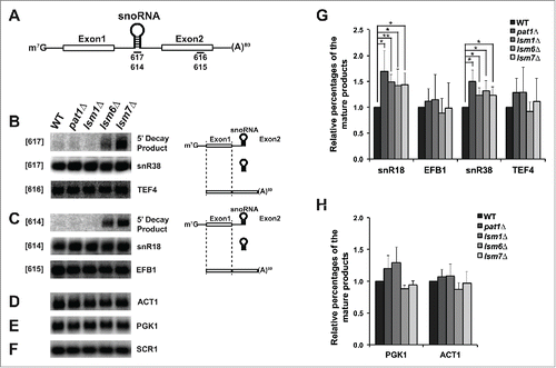 Figure 2. Deletion of Pat1 does not accumulate 5′-unprocessed fragments of pre-mRNAs having intronic snoRNAs. (A) Pictorial representation of an mRNA containing snoRNA in its intronic region, showing the relative positions of the oligonucleotide probes used in this study. (B) Left: Northern analysis of the TEF4 mRNA indicating 5′ decay product, the snR38 snoRNA and spliced full-length TEF4. To the left of each gel panel is indicated in brackets the oligonucleotide used for probing. The strains used are indicated above the figure. Total RNA was analyzed by agarose or PAGE northern analysis as appropriate. Right: The splicing products and decay intermediates are schematically depicted next to the indicated RNA species on the left. (C) As above for the EFB1 gene. (D) Northern analysis for the ACT1 gene in the strains indicated above probed with randomly primed DNA. (E) As above for the PGK1 gene. (F) As above for the SCR1 gene and probed with oTN100 (G) Quantification of the relative percentages of the mature mRNA and snoRNA of EFB1 and TEF4 normalized to scR1. The data represents averages of at least 3 independent experiments, Error = SD. Two tailed independent sample t-test with unequal variance was used. * Indicates p-values of < 0.05, ** indicates p-values of < 0.01, and *** indicates p-values of < 0.001. (H) Quantification of the relative percentages of the PGK1 and ACT1 mRNA normalized to scR1.