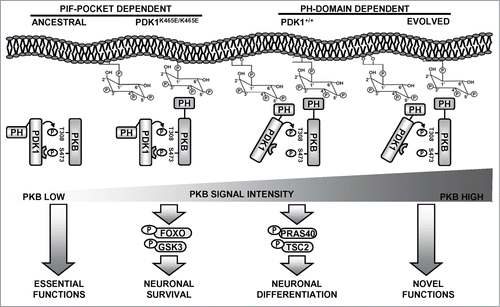 Figure 1. A model for the evolution of the PKB activating mechanisms. In ancestral eukaryotes lacking PH domain-containing PKB-like orthologues, interaction of PDK1 with PKB relied on the PIF-pocket mechanism. This promoted limited PKB activation that was responsible for essential functions such as supporting cell survival, a situation that is reproduced in the PDK1 K465E knock-in mice neurons. At the amoebozoans-metazoans origin, the acquisition of a PH domain allowed PKB to co-localize with PDK1 in response to PtdIns(3,4,5)P3 raises. This enabled activating PKB with high efficiency, which allowed the recruitment of additional cellular substrates regulating novel functions, such as complex neuronal morphogenesis.
