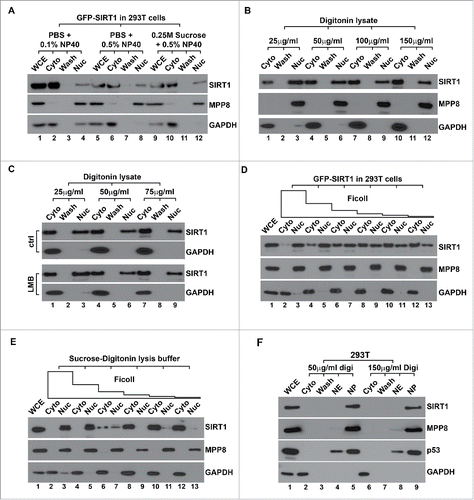 Figure 2. Macromolecular crowding effect is necessary to maintain the nuclear localization of SIRT1 during conventional fractionation. (A) 293T cells transiently expressing GFP-SIRT1 were fractionated with different lysis buffers followed by western blot analysis using indicated antibodies. (B) 293T cells transiently expressing GFP-SIRT1 were fractionated using sucrose isotonic buffer containing increasing amount of digitonin followed by western blot analysis. (C) 293T cells transiently expressing GFP-SIRT1 were fractionated with isotonic buffer containing different amount of digitonin with or without 20 nM LMB followed by western blot analysis. (D) 293T cells transiently expressing GFP-SIRT1 were fractionated with isotonic-digitonin buffer containing decreasing amount of Ficoll polymers (12.5%−0.4%) followed by western blot. (E) 293T cells were fractionated with the same isotonic-digitonin buffer containing decreasing amount of Ficoll (12.5%−0.4%) followed by western blot. (F) 293T cells were fractionated with Digitonin-Ficoll buffer containing indicated amount of digitonin followed by western blot analysis. In all panels, WCE stands for the whole cell extract, Cyto and Nuc stand for the cytoplasmic and the nuclear fractions respectively. Wash stands for the washed fraction.
