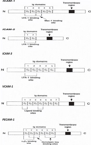 Figure 2. Schematic presentation of the structure of some members of IgSF CAMs family (ICAM-1, ICAM-2, ICAM-3, VCAM-1, PECAM-1).