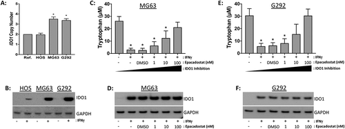 Figure 9. Epadacostat inhibits IDO1 function in G292 and MG63 human osteosarcoma cell lines in vitro. (A) DNA copy number profile of IDO1 in HOS, MG63, and G292 cells. Ref, diploid reference DNA. (B) IDO1 western blot on whole cell lysates from osteosarcoma cell lines stimulated with serum free media (-) or IFNγ (+) for 24-hours. GAPDH serves as the loading control. (C, E) Epacadostat decreases tryptophan metabolism in conditioned media from (C) MG63 and (E) G292 cell lines. Cells were pre-treated for 1-hour with the indicated doses of epacadostat then stimulated with serum free media (-) or IFNγ (+) for 24-hours. Decreased tryptophan concentrations are indicative of increased IDO1 enzymatic activity. IDO1 protein expression in (D) MG63 and (F) G292 cell lines treated with epacadotstat and IFNγ as indicated below. Western blot images are representative of three independent experiments. Statistical significance (p ≤ 0.05) was determined using ANOVA and corrected for multiple comparisons (control vs. treated).