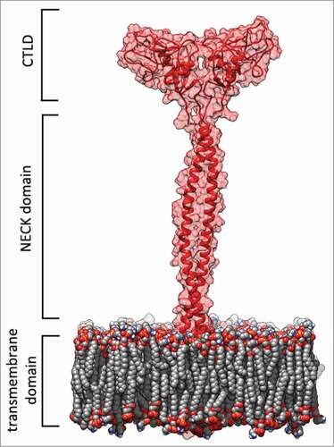 Figure 1. LOX-1 receptor model. Red cartoon and transparent surface representation of the protein with the double layer phospholipid membrane in spacefill. This picture was produced by using the program Chimera.Citation46