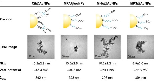 Figure 1 The cartoon depiction and the physicochemical parameters of four AgNPs tested in this study.Abbreviations: AgNPs, silver nanoparticles; Cit, citrate; MPA, mercaptopropionic acid; MHA, mercaptohexanoic acid; MPS, mercaptopropionic sulfonic acid; SPR, surface plasmon resonance; TEM, transmission electron microscope.