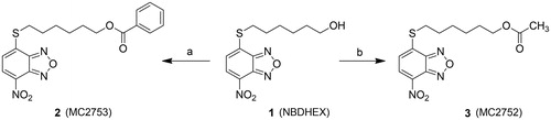 Scheme 1. Preparation of compounds 2 and 3. (a) Benzoyl chloride, TEA, dry DCM, 0 °C to rt, 22 h; (b) acetyl chloride, TEA, dry DCM, 0 °C to rt, 6 h.