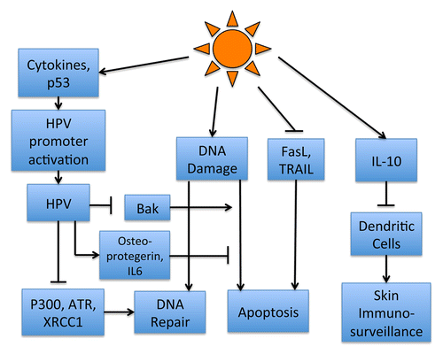 Figure 2. UV radiation (UVR) mutates keratinocyte DNA and inhibits apoptosis of UV-damaged cells through downregulation of FasL and TRAIL. It also induces immunosuppressive IL-10 expression, which inhibits dendritic cells in the skin, suppressing the skin’s immune system. UV-induced proinflammatory cytokines and p53 expression modulate the promoter activity of a number of HPV types. HPV further prevents DNA damage repair by promoting degradation of p300, inhibition of XRCC1 and a reduction in ATR. HPVs also limit apoptosis through proteolytic degradation of pro-apoptotic Bak and upregulation of osteoprotegerin and IL-6. Over time, these interactions result in the accumulation and propagation of somatic mutations, and ultimately, tumorigenesis. FasL: Fas ligand/CD95 ligand, TRAIL: tumor necrosis factor (TNF)-related apoptosis inducing ligand, IL-10: interleukin 10, XRCC1: X-ray repair cross-complementing protein 1, ATR: ataxia telangiectasia-mutated (ATM) and Rad3-related kinase.