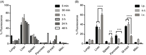 Fig. 3.  Distribution kinetics and effect of different injection routes of DiR-labelled EVs on tissue distribution. (A) Percentage fluorescent signal of each organ ex vivo at different time points after injection of 1.0×1010 p/g DiR-labelled HEK293T EVs (fluorescent signal in absolute numbers in Supplementary Fig. 4). (B) Percentage fluorescent signal in each organ following i.p., s.c. and i.v. injection of 1.0×1010 p/g DiR-labelled HEK293T EVs (Absolute fluorescent signals are plotted in Supplementary Fig. 5b). Misc.=brain, heart, kidneys and quadriceps muscle. N=3–4, **represents p<0.01, ***p<0.001 and ****p<0.0001. The results represent mean+SEM.