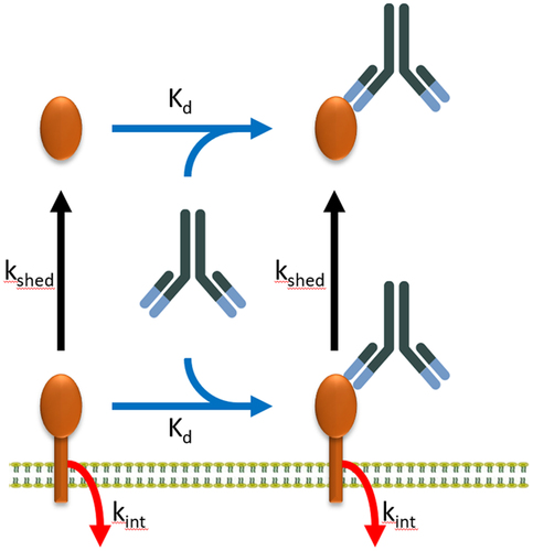 Figure 1. Schematic representation of the reaction scheme in the vascular and interstitial spaces of all organs of the body. Target receptor (brown structure) exists in surface-bound and soluble forms. Receptor shedding (kshed) is denoted by the black arrows. Internalization of receptor is denoted by the red arrows (kint). We assume that kshed and kint are not affected by mAb binding.