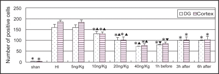 Figure 4 Comparison of the number of TUNEL staining cells in the cortex and dentate gyrus in different groups (n = 6). *Indicates statistically significant differences vs HI group values (P < 0.01). ▴ Indicates statistically significant differences between each dose groups (P < 0.01). ▾ Indicates statistically significant difference between the pre-treated and post-treated groups (P < 0.01).