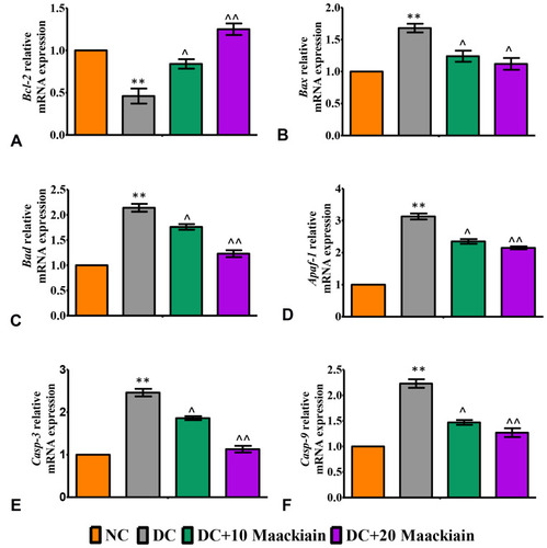 Figure10 The effects of maackiain on renal apoptosis marks in HFD & low STZ induced diabetic rats. mRNA levels of (A) Bcl-2 (B) Bax; (C) Bad; (D) Apaf-1; (E) Caspase-3; (F) Caspase-9 gene in rental tissue of experimental rats. The data were expressed as the mean ± S.D, n=6, **p < 0.001 versus NC; ^^p<0.001 and ^p< 0.05 versus DC.