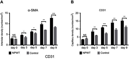 Figure 5 (A and B) Quantification of arteriolar density and capillary density in wound tissue of control and NPWT-treated diabetic rats on days 0, 3, 5, 7, and 9 postwounding. Data are expressed as the mean ± SD, NS >0.05, *P<0.05, ***P<0.001.