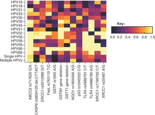 Figure 2. Heatmap showing the association of high-risk human papillomavirus genotypes with host genetic polymorphisms in a univariate model. HPV: Human papillomavirus.