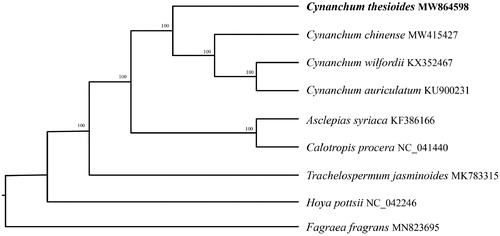 Figure 1. Phylogenetic relationships of Cynanchum species using whole chloroplast genome. GenBank accession numbers: Asclepias syriaca (KF386166), Calotropis procera (NC_041440), Cynanchum auriculatum (KU900231), Cynanchum chinense (MW415427), Cynanchum thesioides (MW864598), Cynanchum wilfordii (KX352467), Fagraea fragrans (MN823695), Hoya pottsii (NC_042246), Trachelospermum jasminoides (MK783315).