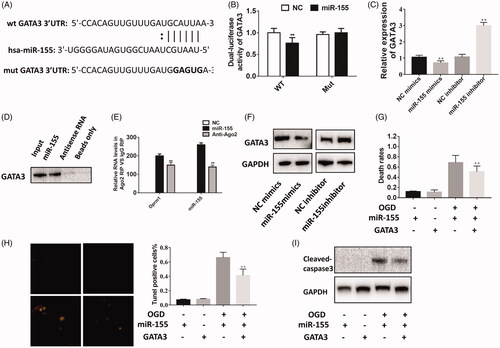 Figure 5. GATA3 is the target of miR-155. (A) The potential binding sequence was predicted using Target Scan Software. (B) Luciferase activity was detected to evaluate the binding potential between miR-155 and GATA3.(C) GATA3 was negatively regulated by miR-155 using qPCR. (D) GATA3 could directly interacted with miR-155. (E) lncRNA Oprm1 could combine with miR-155 and GATA3. (F) GATA3 was negatively regulated by miR-155 using western blotting. (G) Rescue experiment was performed to detect the regulatory relationship between miR-155 and GATA3. Death rates were rescued by overexpression of GATA3. (H) Tunel-positive cells were decreased in co-transfection group. (I) The cleaved-caspase 3 was rescued by overexpression of GATA3. **p < .01, ***p < .001.