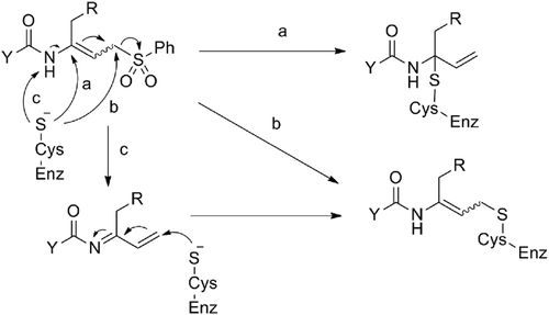 Scheme 3.  Potential mechanisms of inhibition.