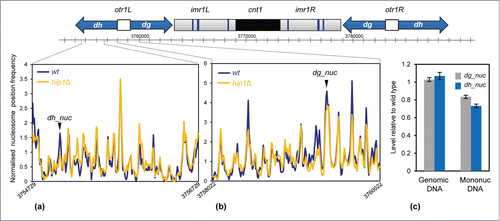 Figure 6. Loss of HIRA perturbs nucleosome architecture at centromeric repeats. (A and B) A schematic diagram of centromere 1 is shown along with the average nucleosome (150 bp) sequence read frequency profiles of the indicated regions of the dg and dh repeats. (C) The occupancy of specific dh and dg repeat nucleosomes was estimated by qPCR analysis of mononucleosomal DNA as described in the Materials and Methods. An equivalent amount of genomic DNA was analyzed as a control. The positions of the nucleosome peaks under analysis are indicated in (A and B). The level of occupancy in hip1Δ relative to wild type is shown. Data is the mean of 2 technical qPCR repeats.