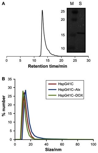 Figure 1 (A) Size exclusion chromatography profile of HspG41C. The picture to the right shows a typical sodium dodecyl sulfate polyacrylamide gel electrophoresis blot of HspG41C purified by ion exchange chromatography and size exclusion chromatography. (B) Size distribution of HspG41C, HspG41C–Alx, and HspG41C–DOX in phosphate buffered saline.Abbreviations: HspG41C, mutant heat shock protein cage; HspG41C–Alx, fluorophore (Alexa Fluor® 488)-labeled HspG41C cage; HspG41C–DOX, HspG41C–cage carrying doxorubicin; M, marker; S, monomeric HspG41C.