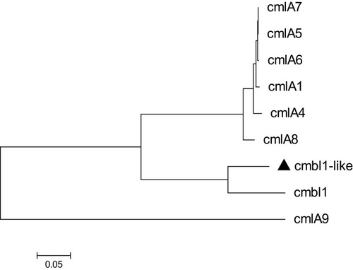 Figure 2 Molecular phylogenetic analysis by maximum likelihood method with 1000 bootstraps of CmlA/FloR family chloramphenicol efflux MFS (cmlB1-like) with the eight CmlA/FloR family chloramphenicol efflux MFS representative sequences retrieved from GenBank database. The black triangle was indicated the gene which was found in this study.