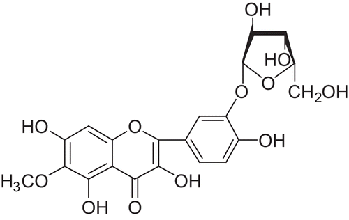 Figure 1.  Patuletin 3′-β-xylofuranoside.