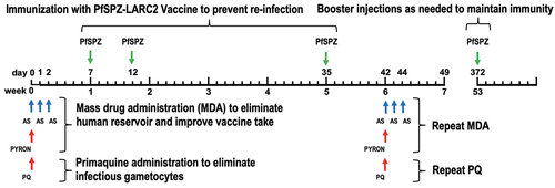 Figure 9. A hypothetical mass vaccination program (MVP) using PfSPZ-LARC2 Vaccine. As envisioned by the authors, a malaria elimination campaign would be designed for a target geographical region including appropriate community engagement. Mass drug administration (MDA) such as artesunate + pyronaridine [Citation290] would be conducted prior to immunization to reduce the suppression of vaccine responses by existing parasitemia and to eliminate the human parasite reservoir. Intensified vector control would help to eliminate the mosquito reservoir. Immunization with PfSPZ-LARC2 Vaccine would then be performed to protect the population against the acquisition of new infections. An additional round of MDA might be needed post immunization to achieve elimination. Primaquine would be used to eliminate infectious gametocytes. AS = artesunate; PYRON = pyronaridine; PQ = primaquine.
