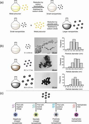 Figure 1. Nanoparticle synthesis. a) Metallic nanoparticles (gold/platinum) can be synthesized by the nucleation process, whereby small nanoparticles (seeds) are a template for larger nanoparticle (up to 100 nm) growth. Stable nanoparticles with controlled sizes are achieved by selecting the suitable reducing agents and stabilizing agents in addition to precursor (metal salts) concentrations and temperature. Small nanoparticles are initially synthesized by the reduction of the metal precursor by sodium borohydride and stabilized by sodium citrate. Larger nanoparticles are synthesized using these small nanoparticles with ascorbic acid and sodium citrate. b) Examples of different sized platinum nanoparticles synthesized by the nucleation process. Transmission electron microscopy (TEM) images are employed to obtain the average nanoparticle diameter to generate the distribution curve. c) Functionalisation of nanoparticles by thiols to produced nanoparticle with negative or positive charges (charged = also potentially hydrophilic) and hydrophobic nanoparticles