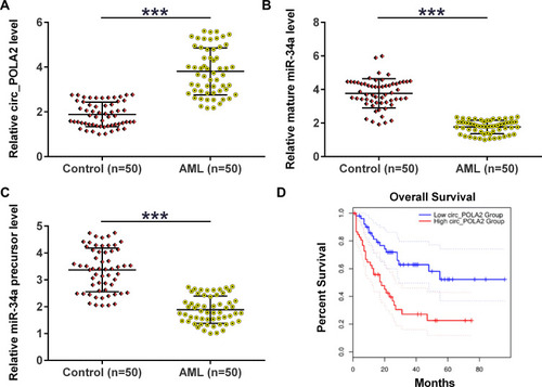 Figure 1 AML group exhibited altered expression of circ_POLA2, mature miR-34a and miR-34a precursor. BM samples were collected from AML patients (n = 50) and healthy controls (n = 50), followed by RNA preparations and RT-qPCRs to analyze the expression of circ_POLA2 (A), mature miR-34a (B) and miR-34a precursor (C). Unpaired t test was used to compare two groups. The Kaplan-Meier survival curve showed the survival rate in patients with high expression levels of circ_POLA2 and those with low expression levels of circ_POLA2 (D). ***p < 0.001.