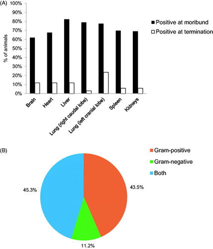 Figure 5. Bacteriology of study animals post irradiation. (A) Percentage of total animals with at least one positive bacterial identification in the brain, heart, liver, lung (left and right caudal lobes), spleen, and kidneys post mortem. Moribund is defined as animals which were removed before endpoint of 60 days. (B) Categorization of the species of bacteria found in both organ and hemocultures of study animals (both moribund and surviving to termination) from all groups. n = 308.
