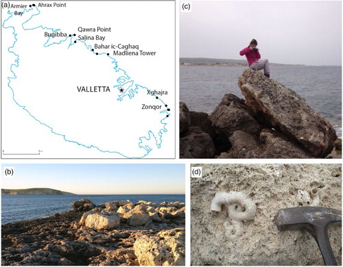 Figure 5. (a) Location of the boulder deposits; (b, c) the boulders between Armier Bay and Ahrax Point; (d) Serpulids.