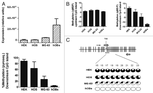 Figure 2.RANKL expression and methylation analysis in cell lines and primary osteoblasts. (A) The abundance of RANKL transcripts was determined by RT-qPCR. Results are expressed as relative expression to the housekeeping gene TBP. Methylation of the downstream CpG region was studied by pyrosequencing. Bars represent average % methylation of the CpG dinucleotides studied. Mean and SD of three independent experiments for each cell line is represented. (B) Methylation was explored in the upstream (CpGs 5, 6 and 7 in the forward primer; CpGs 17 and 18 in the reverse primer) and downstream CpG islands (CpGs 9 and 10 in the forward primer; 15 and 16 in the reverse primer) by qMSP. Mean and SD of three independent experiments is showed. (C) All individual CpGs studied (CpGs 15 to 23) by pyrosequencing of the RANKL downstream island showed a similar methylation status. Black slices represent the percentage of methylation. Note that only CpG 1 to 40 are displayed in figure C.