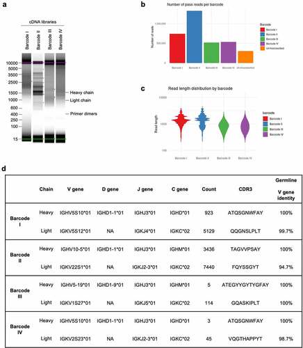 Figure 4. NAb-seq of four single B cells revealed antibody sequences. (a) cDNA library size and amplification. Total RNA from four sorted single B cells were extracted and converted to whole transcriptome cDNA libraries I–IV. (b) Basecalling in Guppy’s super-high accuracy mode yielded approximately 5 million total pass reads. (c) Read length of pass reads varied from ~400 bp to ~5000 bp. (d) Sequence analysis of cDNA libraries I to IV reveals V(D)J recombination, C gene usage and complementarity-determining region 3 (CDR3) amino acid sequence. Consensus calling of antibody transcripts revealed IgM and IgD isotypes.