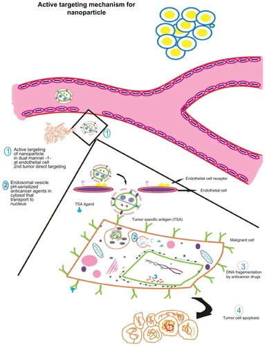 Figure 4 Active targeting of nanoparticles to tumor cells according to the presence of tumor-seeking addresses on nanoparticle surface promoting tumor residence. Active nanoparticle targeting: the nanoparticle is surface tagged with a certain ligand against a tumor-specific antigen. This enables direct targeting to target site. The model here discusses dual targeting effected in a synergistic fashion: targeting endothelial cell receptors (vascular cellular adhesion molecules, vascular endothelial growth factor, etc) such as angiogenesis antagonists and monoclonal antibodies against typical tumor signatures such as endothelial growth factor receptors, HER2, which result in tumor cell apoptosis. Endothelial cell targeting curbs angiogenesis of tumor interstitium preventing oxygen supply and nutrients while tumor targeting causes direct cell killing as the nanoparticle encapsulating the anticancer drug is taken up by the cell. (1) The nanoparticle is targeted against endothelial cell receptor and against a tumor antigen. (2) The nanoparticle is taken up by the tumor cell via endocytosis wherein nanocarrier vesicles formed release the contents in a pH-dependent manner. The anticancer drug(s) embedded in the nanovector is(are) released and translocated to the nucleus. (3) Action of anticancer drug results in DNA fragmentation that finally leads to (4) programmed cell death.