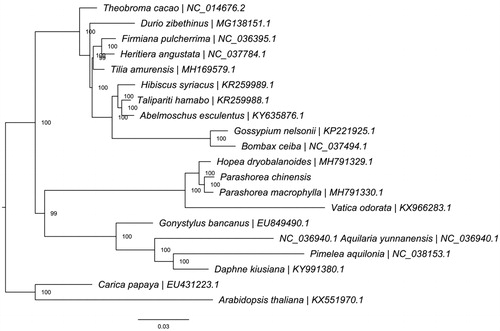 Figure 1. ML phylogenetic tree of the 18 Malvales based on the available chloroplast genome sequences in GenBank, and the chloroplast sequence of Parashorea chinensis. The tree is rooted with the Brassicales (Arabidopsis thaliana and Carica papaya). Bootstraps (10,000 replicates) are shown at the nodes.