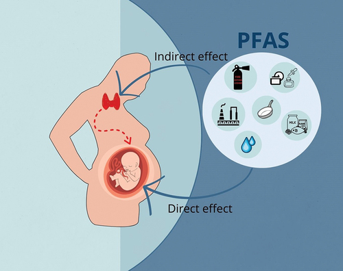 Figure 2. Graphical representation of exposure of pregnant women to PFAS according to sources and routes of exposure. Typical routes of exposure that people come in contact with are food, water, air, and dust. These exposures can occur directly or indirectly, causing alterations in the fetus.