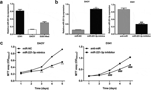 Figure 1. MiR-221-3p affected medulloblastoma cell proliferation.(a) Quantitative real-time PCR was used to determine the expression of miR-221-3p in medulloblastoma cell lines (D341, DAOY and D283 Med). (B) DAOY and D341 cells were transfected with miR-221-3p mimics or inhibitor to overexpress or repress the expression of miR-221-3p, respectively. Quantitative real-time PCR was used to determine the expression of miR-221-3p in DAOY and D341 cells. (c) Cell proliferation capacity of DAOY and D341 cells was measured by the MTT assay. All data were expressed as the mean ± standard deviation of at least three experiments. ***p< 0.001, as compared with miR-NC; ###p< 0.001, as compared with anti-miR