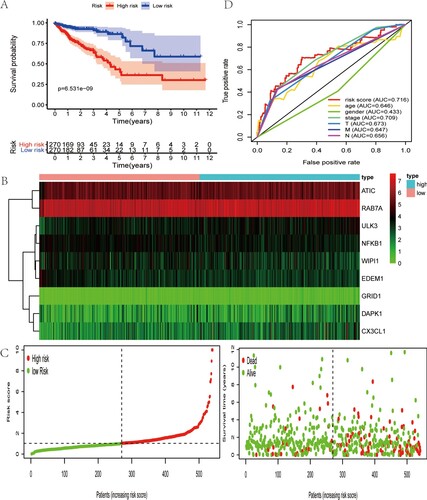 Figure 3. Characteristics of this autophagy-related gene signature. (A) Kaplan–Meier analysis reveals that patients in low-risk group have longer OS time than that in high-risk group. (B) Heatmap of the expression profile of prognosis-related ARGs. (C) Distribution of risk score of CRC patients and relationship between survival time and risk score. (D) The AUC for risk score is higher than other clinicopathological parameters, including TNM stage.
