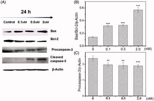 Figure 5. Inhibition of SF3b1 by pladienolide B up-regulates Bax/Bcl-2 ratio, and induces caspase activation in human cervical carcinoma HeLa cells. (A) Representative western blot images. (B, C) Quantitative analysis of the ratio of Bax/Bcl-2, pro-caspase 3 were represented by column graphs. β-Actin was used as a loading control. All experiments were performed in triplicate. The data are expressed as the mean ± SD. ***p < .001(vs. control group). **p < .01(vs. control group).