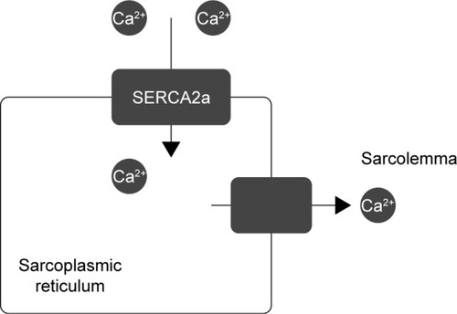 Figure 4 Mechanism of action of SERCA2a.(/p)(/p)Note: This ATPase pump transfers calcium ions from the sarcolemma to the sarcoplasmic reticulum.