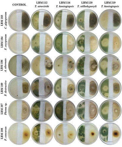 Figure 5. Photographs of the qualitative method of volatile metabolites production after seven days the assay started. The letter above the bars indicates homogenous group formation. Trichoderma strains were inoculated on the left side of the plate while phytopathogens were inoculated on the right side of the plate. Plate controls were only inoculated on the right side with pathogen strains.