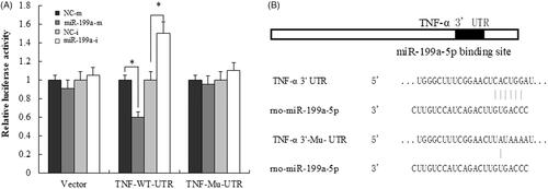 Figure 5. TNF-α is a direct target of miR-199a. (A) The luciferase report analysis for the relative fluorescence level in BRL-3A cells after co-transfection of TNF-α wild-type and mutant 3′UTR with miR-199a mimic/inhibitor. (B) The miR-199a binding site in the 3′UTR of TNF-α and the corresponding mutation site. All data are represented as the mean ± SD, *p < .05.