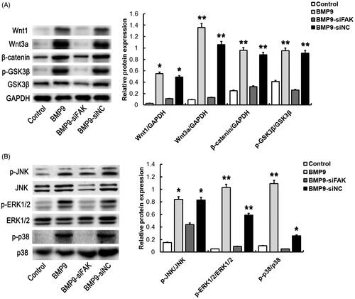 Figure 5. FAK knockdown inhibits BMP9-stimulated Wnt and MAPK pathway of SMSCs in vitro. (A) The expressions of Wnt related proteins, such as Wnt1, Wnt3a, β-catenin and p-GSK3β/GSK3β were significantly inhibited through FAK knockdown following Western blot detection. (B) The expressions of MAPK related proteins, such as p-JNK/JNK, p-ERK1/2/ERK1/2 and p-p38/p38 were markedly inhibited through FAK knockdown following Western blot detection. *p < .05, **p < .01, as compared with BMP9-siFAK.