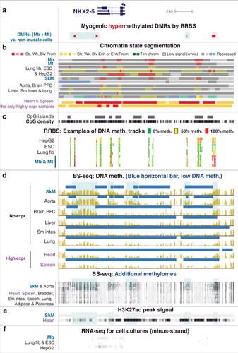 Figure 2. Cardiac TF-encoding NKX2-5 is repressed in many samples without DNA methylation but is repressed with DNA methylation in Mb, SkM, and aorta at a cryptic super-enhancer. (a) RefSeq structure for NKX2-5 and Mb-hypermethylated DMRs (chr5:172,654,786-172,675,423). (b) Chromatin state segmentation as in Figure 1 with the addition that aqua green segments denote enrichment in repressive H3K9me3 with low levels of H3K36me3 [Citation23]. (c) CpG islands, CpGs, and examples of RRBS tracks for normal cell cultures and the HepG2 liver cancer cell line. (d) Bisulfite-seq profiles as in Figure 1 with additional bisulfite-seq tracks for other samples (shown in the dense configuration) to indicate the consistency of the SkM- and aorta-specific hypermethylation among replicates. (e) Enrichment in H3K27ac from peak-calling using MACSv2 with a P value threshold of 0.01 [Citation34] to illustrate that several of the hypermethylated SkM DMRs overlap especially strong enhancer regions. (f) RNA-seq. Esoph, esophagus; CpG density, plot of CpGs. Blue highlighting, Mb or SkM hypermethylated regions.