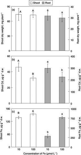 Figure 2  Effect of excess Fe on (a) dry weights, (b) Cd concentrations and (c) Fe concentrations in the shoots and roots of barley plants grown in media with 5 µmol L−1 CdSO4. Each value is the mean ± standard error (n = 4) and different letters at the top of each bar indicate significant differences (P < 0.05) according to the Ryan–Einot–Gabriel–Welsch multiple range test. d.w., dry weight.