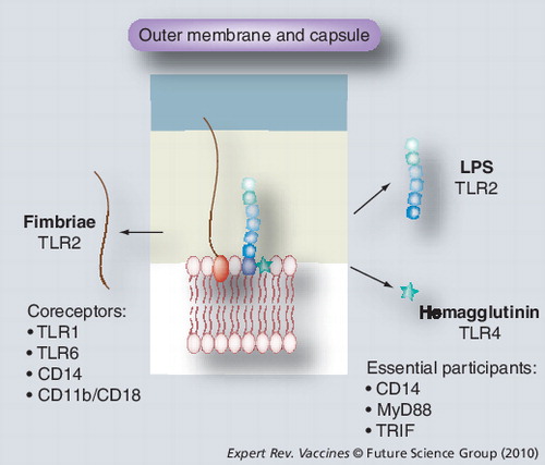 Figure 2. Recognition of Porphyromonas gingivalis-specific surface antigens, LPS, fimbriae and hemagglutinin by TLRs.LPS: Lipopolysaccharide; MyD88: Myeloid differentiation primary response gene 88; TLR: Toll-like receptor; TRIF: TIR-domain-containing adapter-inducing IFN-β.From Citation[41,45,46,61].