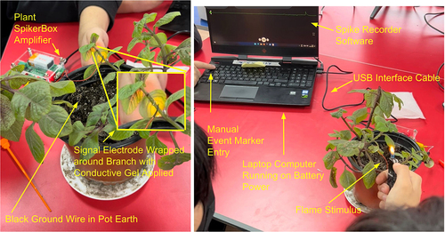 Figure 2. Experimental setup using Argentinian dollar (Plectranthus purpuratus) as an example. Note student manually marking the point of flame stimulus presentation on the recording software via numerical keystroke.