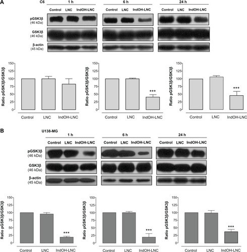 Figure 4 IndOH-LNC decrease the pGSK3β protein immunocontent in glioma cells. Western blotting for pGSK3β, GSK3β, and β-actin was performed at the indicated times in 25 μM IndOH-LNC-treated (A) C6 and (B) U138-MG glioma cells.Notes: Unloaded LNC were considered the vehicle control of IndOH-LNC. The histogram presents the quantitative Western blot analysis of the GSK3β phosphorylation state. The densitometric values obtained for phospho- and total-GSK3β after treatments were normalized to their respective controls (control bar) (100%). Data are expressed as a ratio of the normalized percentages of pGSK3β and GSK3β. Bars represent the mean ± standard deviation for six independent experiments. significant differences from control and LNC groups: ***P< 0.001, as assessed by one-way analysis of variance followed by the Bonferroni post hoc test.Abbreviations: IndOH-LNC, indomethacin-loaded lipid-core nanocapsules; LNC, lipid-core nanocapsules.