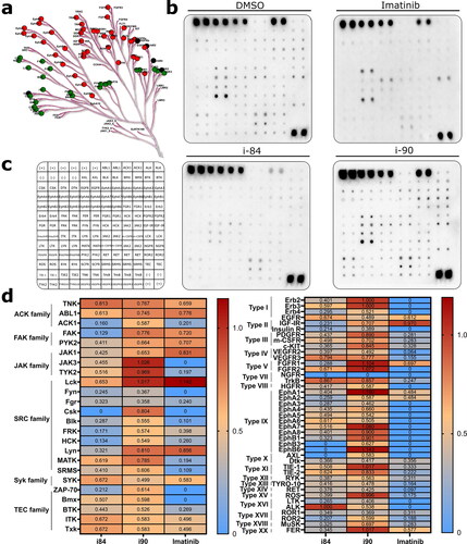 Figure 6. Analysis of changes in phosphorylation of protein tyrosine kinases after compounds treatment. (a) Human PTK overview. Green and red points refer to non-receptor and receptor PTKs, respectively. (b) Proteome profiler analysis of A549 cells after treatment with compounds. DMSO and imatinib were used as negative and positive controls, respectively. (c) Template presenting the location of tyrosine kinase antibody. (d) Profiling changes in PTKs after treatment with anthraquinones or imatinib with respect to the vehicle. Non-receptor and receptor PTKs are presented on the left and right panels, respectively.