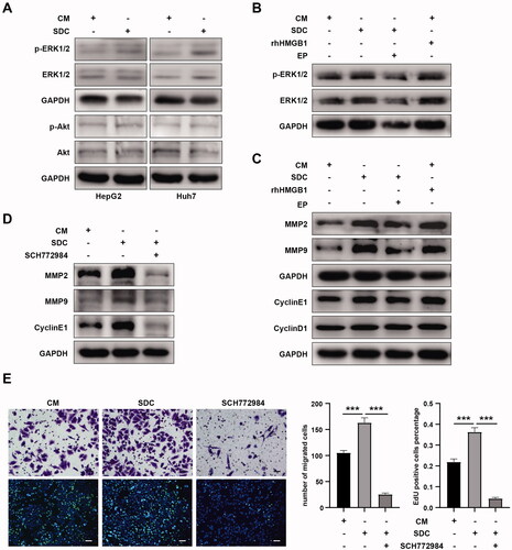 Figure 4. HMGB1 promoted the proliferation and invasion of residual tumor cells by activating the ERK1/2 pathway. (A) Western blot analyses of p-ERK1/2, ERK1/2, p-Akt, and Akt in HepG2 and Huh7 cells cultured with CM or SDC were performed. (B) Western blot analyses of p-ERK1/2 and ERK1/2 in HepG2 cells cultured with CM, SDC, CM + 100 ng/mL rhHMGB1, or SDC + 1 mg/mL EP were performed. (C) Western blot analyses of MMP2, MMP9, cyclin E1, and cyclin D1 in HepG2 cells cultured with CM, SDC, CM + 100 ng/mL rhHMGB1, or SDC + 1 mg/mL EP were performed. (D) Western blot analyses of MMP2, MMP9, and cyclin E1 in HepG2 cells cultured with CM, SDC, or SDC + SCH772984 (inhibitors of p-ERK) were performed. (E) Migration capability and proliferation of HepG2 cells cultured with CM, SDC, and SDC + SCH772984 (inhibitors of p-ERK) were analyzed using EdU and transwell migration assay. *p < 0.05, **p < 0.01, ***p < 0.001.