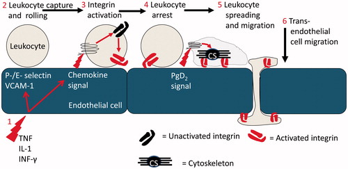 Figure 1. The multi-step leukocyte adhesion cascade: (1) Endothelial cells at a site of inflammation are activated by stromal derived inflammatory cytokines such as TNF-α, IL-1β and IFN-γ. Induction of transcriptional activity results in the expression of adhesion molecules and chemokines which coordinate leukocyte recruitment. (2) Leukocytes are recruited from flowing blood by specialised receptors of the selectin family and VCAM-1, which also support rolling adhesion. (3) Chemokine signals activate the β1 and β2 integrins on rolling leukocytes. (4) Adhesion is stabilised and the leukocytes become firmly adherent to the endothelial cell. (5) In response to additional signals, e.g. from PgD2, the leukocyte cytoskeleton undergoes remodelling driving shape change (spreading) and dynamic integrin-mediated migration. (6) Leukocytes migrate across and through the endothelial cell monolayer and onwards into tissue.