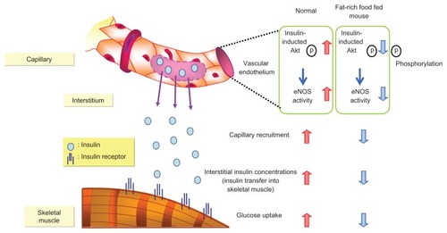 Figure 6 Insulin transfer from vascular endothelial cells to skeletal muscle.Kubota T, et al. Cell Metab. 2011;13:294–307. © 2011 Elsevier.