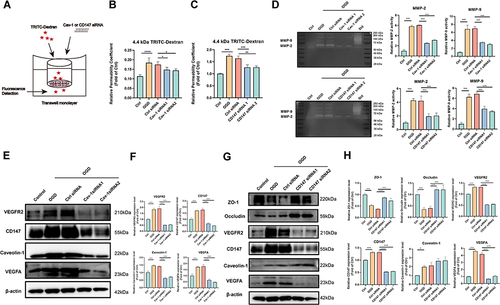 Figure 7 Caveolin-1/CD147/VEGFR2/MMP pathway played predominant role in the permeability of OGD-insulted BECs (A) Sketch of transwell assay in OGD-insulted BEC and the transfection of Caveolin-1 and CD147 siRNA. (B) Relative leakage OGD-insulted BECs monolayer after Caveolin-1 siRNA transfection (n=4). (C) Relative leakage OGD-insulted BECs monolayer after CD147 siRNA transfection (n=4). (D) Caveolin-1 and CD147 siRNA reduced MMP-2/9 activity evaluated by gelatin zymography in OGD-insulted BECs and relative quantification. Std: positive control of MMP standard sample. (E and F) Western blotting of CD147, Caveolin-1, VEGFR2, and VEGFA in OGD-insulted BECs after Caveolin-1 siRNA transfection and relative quantification (n=3). (G and H) Western blotting of ZO-1, Occludin, CD147, VEGFR2, Caveolin-1, and VEGFA in OGD-insulted BECs after CD147 siRNA transfection and relative quantification (n=3). ***P < 0.001, **P < 0.01, *P < 0.05.